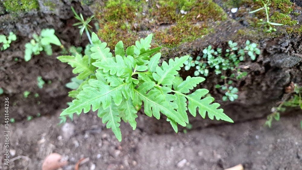 Obraz premium Onoclea Sensibilis Fern Plants in Wildwood Forest, Dense Green Foliage Ideal for Nature Wallpapers