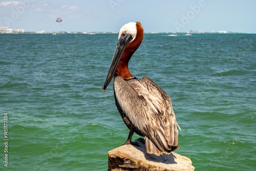 Photography Pelican standing on a pier post in the beautiful sea of ​​Cancun on a sunny day with a blue sky and hotels in the background