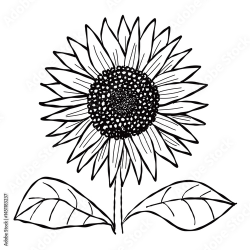 Sunflower Line Drawing 線画のひまわり
