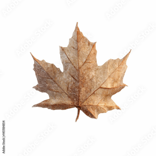 Wallpaper Mural Single Brown Maple Leaf Isolated on Blue Transparent background - Autumn Fall Nature Photography Torontodigital.ca