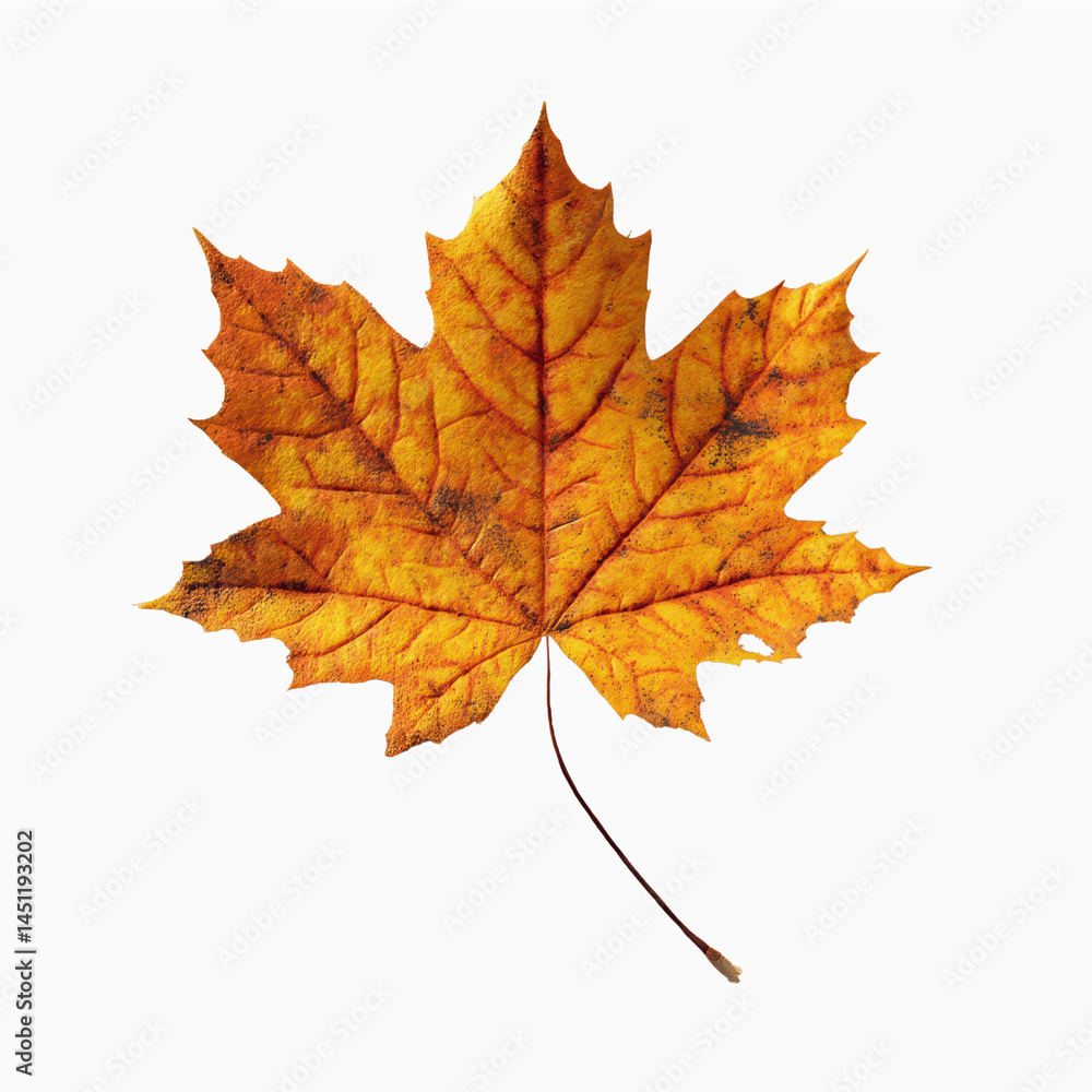 Fototapeta premium Single Dried Autumn Maple Leaf on Dark Transparent background