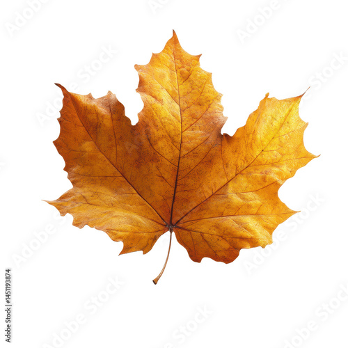 Wallpaper Mural Single Golden Autumn Maple Leaf Isolated on Green Transparent background Torontodigital.ca