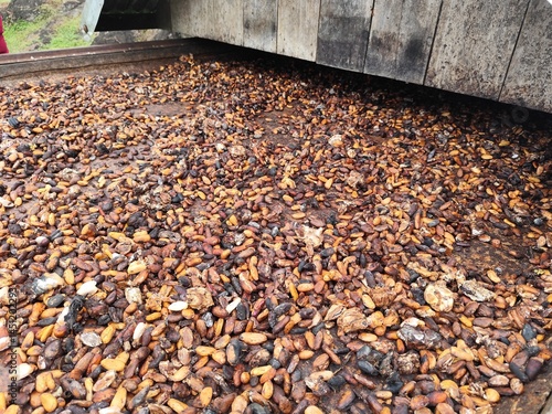 Grãos de cacau em processo de secagem ao sol em fazenda no sul da Bahia. Etapa essencial para o desenvolvimento do aroma e sabor do chocolate