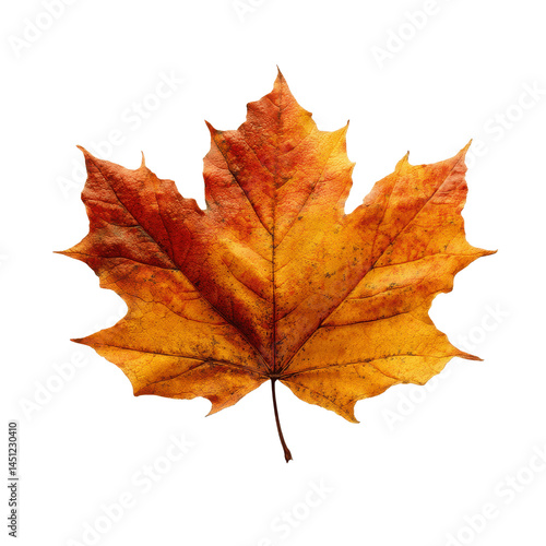Wallpaper Mural Single Vibrant Autumn Maple Leaf Isolated on Green Transparent background Torontodigital.ca