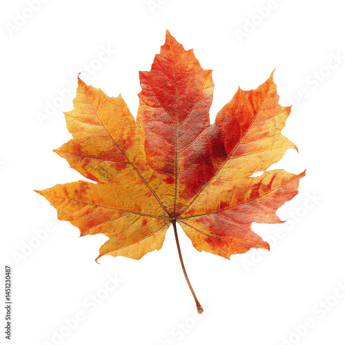 Wallpaper Mural Single Vibrant Autumn Maple Leaf Isolated on Green Transparent background Torontodigital.ca