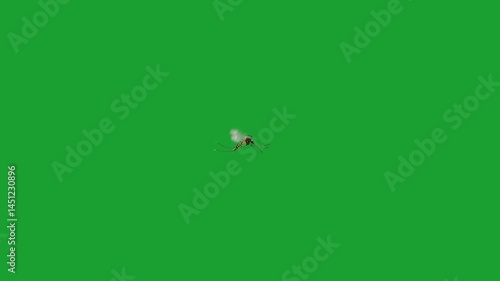 Flying mosquito isolated on green screen background, detailed insect in motion with transparent wings, useful for compositing, pest control themes, biology visuals, or environmental footage