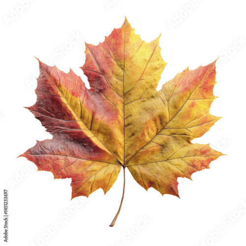 Wallpaper Mural Vibrant Autumn Maple Leaf, Isolated on Green Transparent background Torontodigital.ca