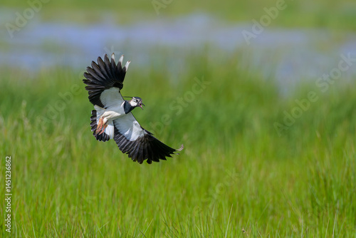 Kiebitz vanellus lapwing