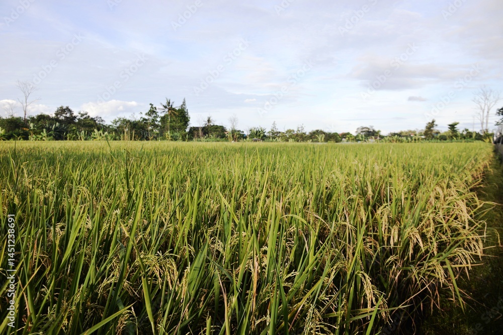 Bright blue sky with white clouds in a rice field area, Yogyakarta, Indonesia Bright blue sky with white clouds in a rice field area, Yogyakarta, Indonesia