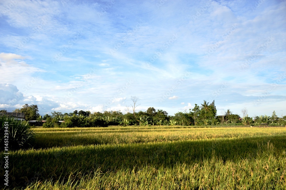Obraz premium Bright blue sky with white clouds in a rice field area, Yogyakarta, Indonesia