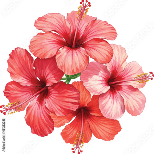 Red hibiscus flower isolated on white