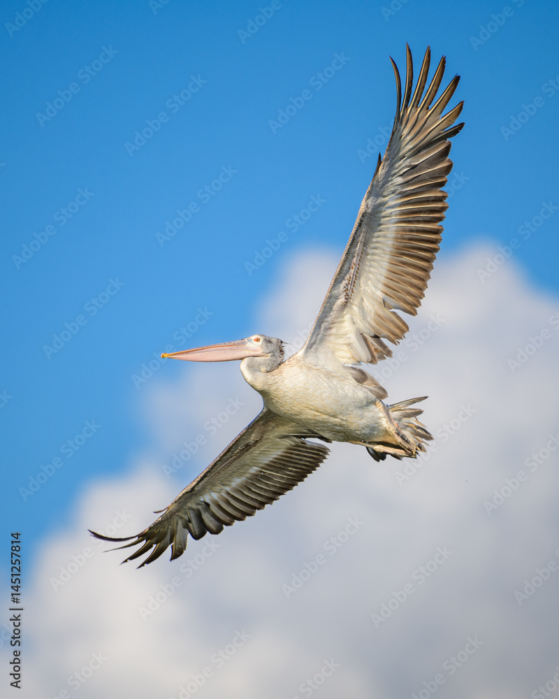 Obraz premium A spot-billed pelican soars gracefully through the sky with its wings fully extended. Backdrop of blue sky and clouds. Captured in Mannar, Sri Lanka