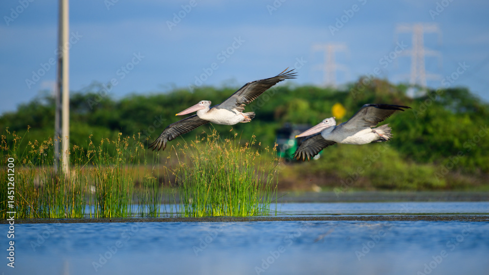 Obraz premium Two spot-billed pelicans glide gracefully above the water in Mannar, Sri Lanka, with wetland reeds and green foliage in the background