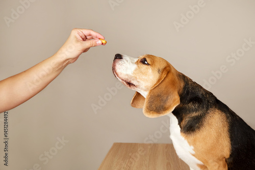 Fotografi The beagle dog is waiting to be given a pill from the hands of the owner or a do