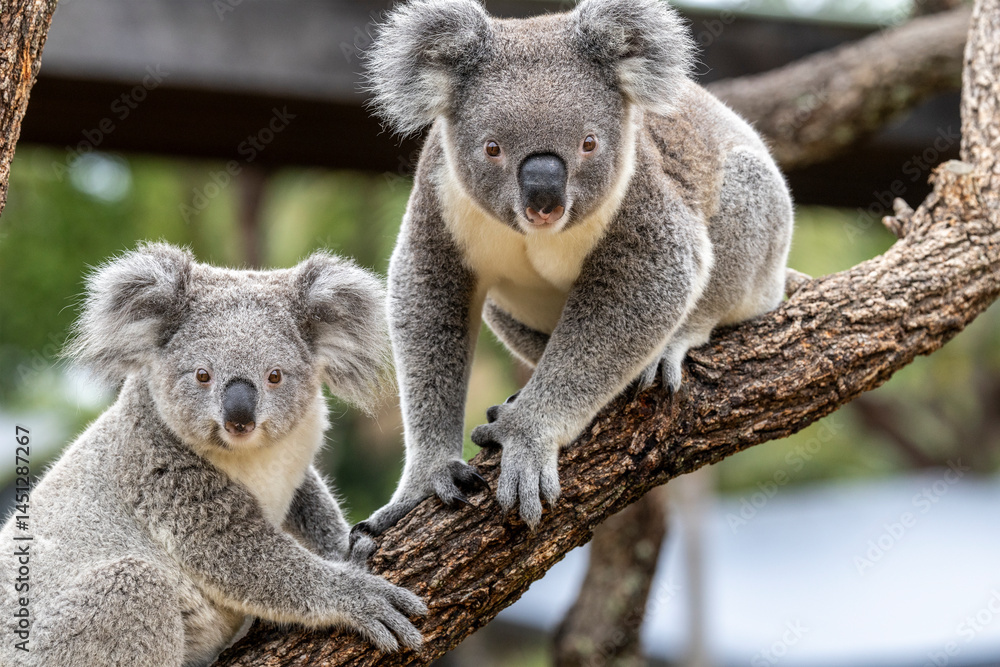 Fototapeta premium Close up of captive Koala's in an Australian zoo