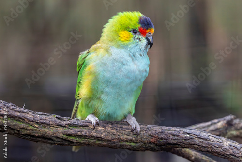 Фотография Captive Purple-crowned Lorikeet perched in aviary