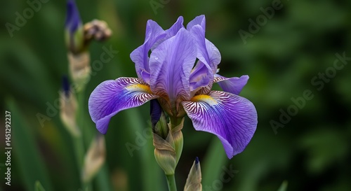 Whispers of Purple Bloom AI Generated