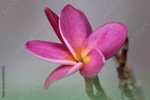 pink plumeria yellow combination with 6 petals