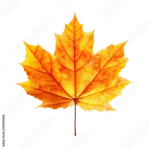 Wallpaper Mural Single Vibrant Orange Maple Leaf Isolated on Green Transparent background Torontodigital.ca