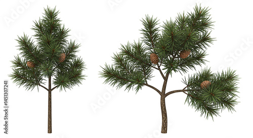 Two young pine trees growing with cones on white background