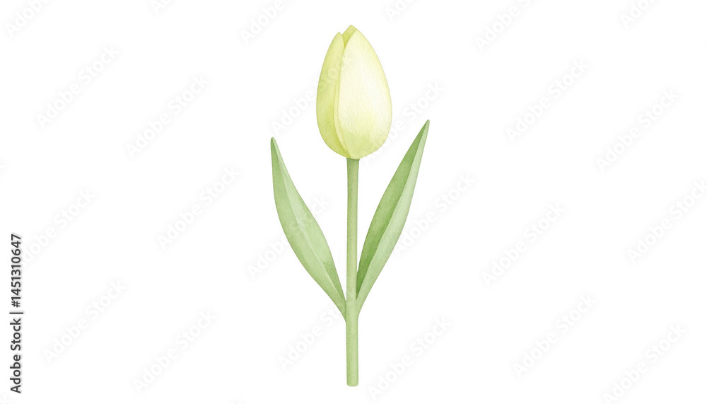 Obraz premium Soft Yellow Tulip Illustration on a Minimalist Background Design