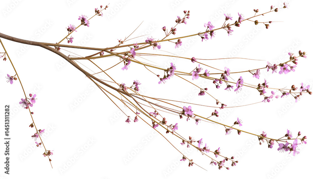 Fototapeta premium Delicate Branch with Pink Flowers in Soft Natural Light
