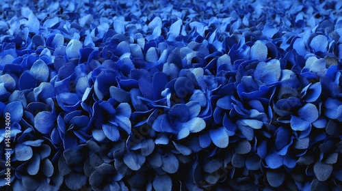 Obraz na płótnie Vibrant blue flower petals in detail on an isolated background. w salonie