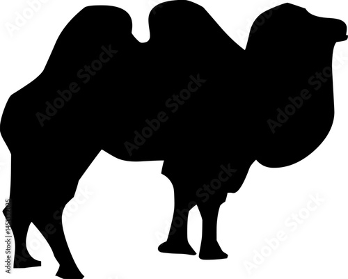 Silhouette of a Bactrian camel with two humps, adapted to desert life, on a white background.