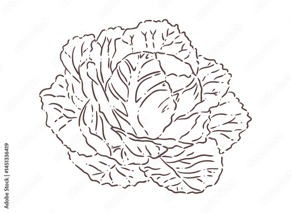 Obraz premium Cabbage line art