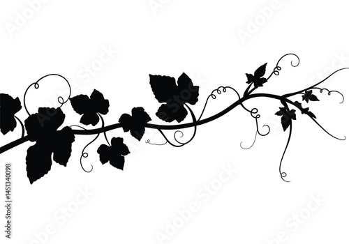 Pumpkin vine silhouette. This image shows a black silhouette of a pumpkin vine with leaves and curling tendrils. Vector clipart illustration design.