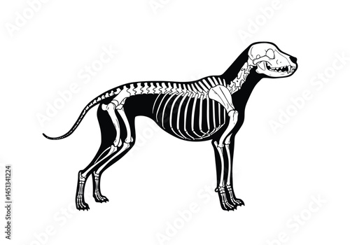 Dog skeleton silhouette. This image features a canine skeletal structure in a black silhouette, depicting the bones, skull, and spine in detail. Vector clipart illustration design.