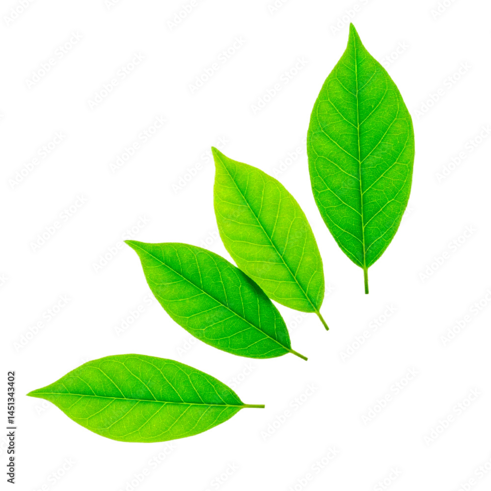 Four Green Leaves Isolated and Flows down beautifully with White Background. Four Green Leaves Isolated and Flows down beautifully with White Background.