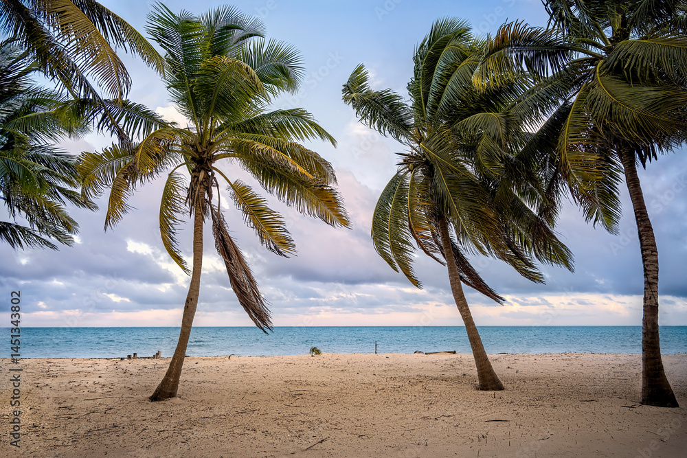 Obraz premium Palm trees, beach, sand, and sky at the ocean in Punta Allen, Mexico