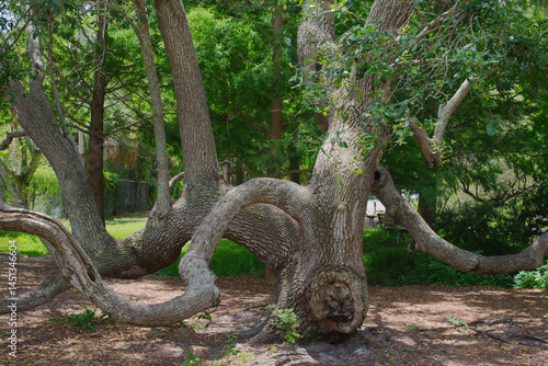 Twisting Oak Tree in a Lush Green Forest Landscape. Twisted branches of a large oak tree create an intriguing shape amidst vibrant forest greenery. The unique growth pattern adds charm and character t