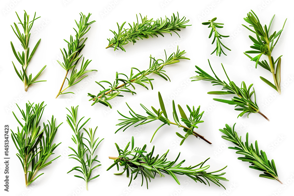 Obraz premium Fresh rosemary herb sprigs isolated on clean white background