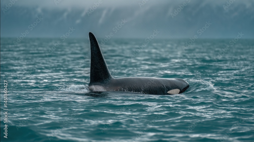 Fototapeta premium Orca dorsal fin above clean water
