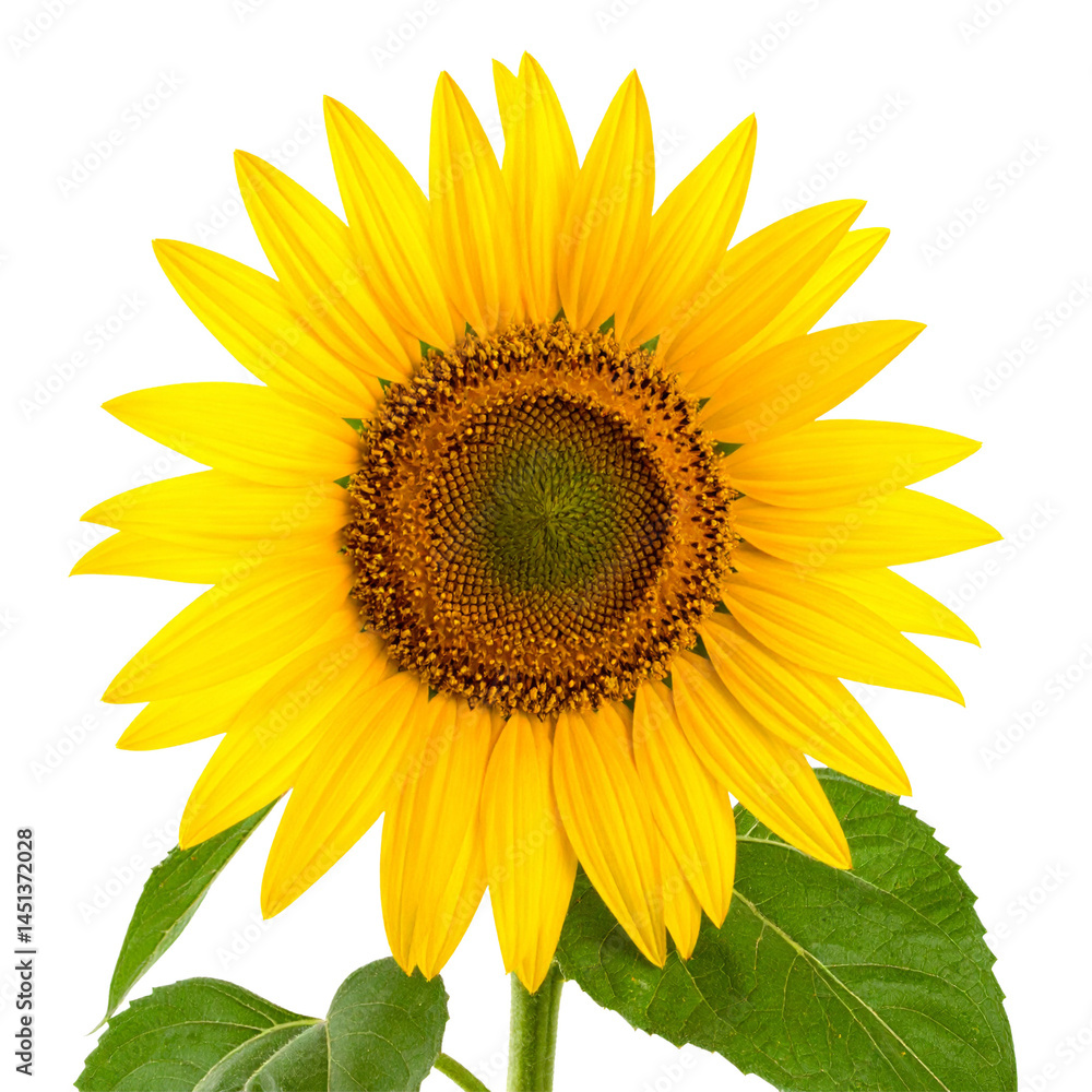 Obraz premium Sunflower, Generated image