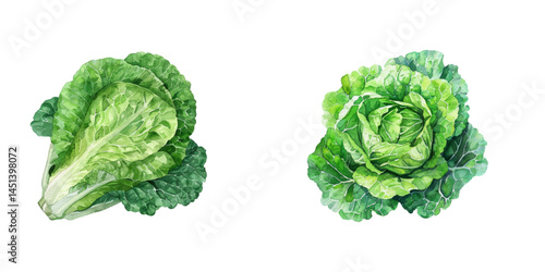 lettuce watercolor vector illustration