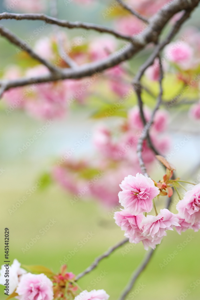 Obraz premium 天龍峡八重桜街道の満開の八重桜（普賢象）