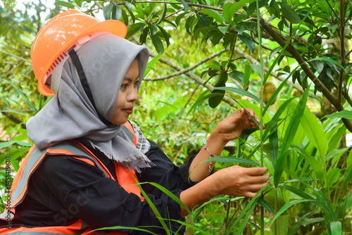 Schilderij op canvas Young Asian woman farmer checking industrial scale durian plantation