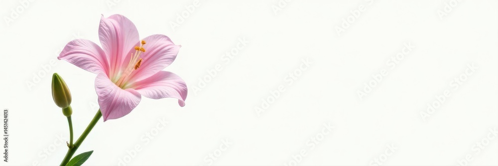 Fototapeta premium Elegant lisianthus stem with unopened buds, white backdrop, fresh, pure, white background