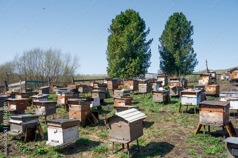 Flight of bees in an apiary against the background of Siberian cedar.