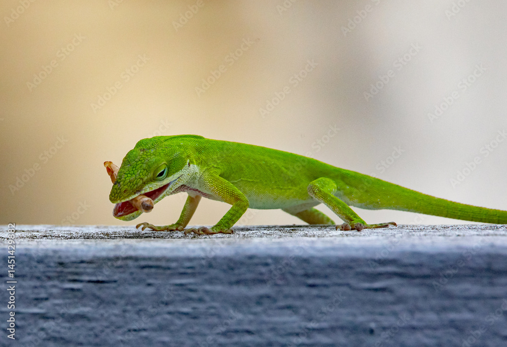 Fototapeta premium Carolina Anole Lizard Feeding on a Mealworm