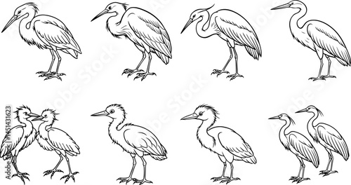 Set of egret outline vector illustration, line art