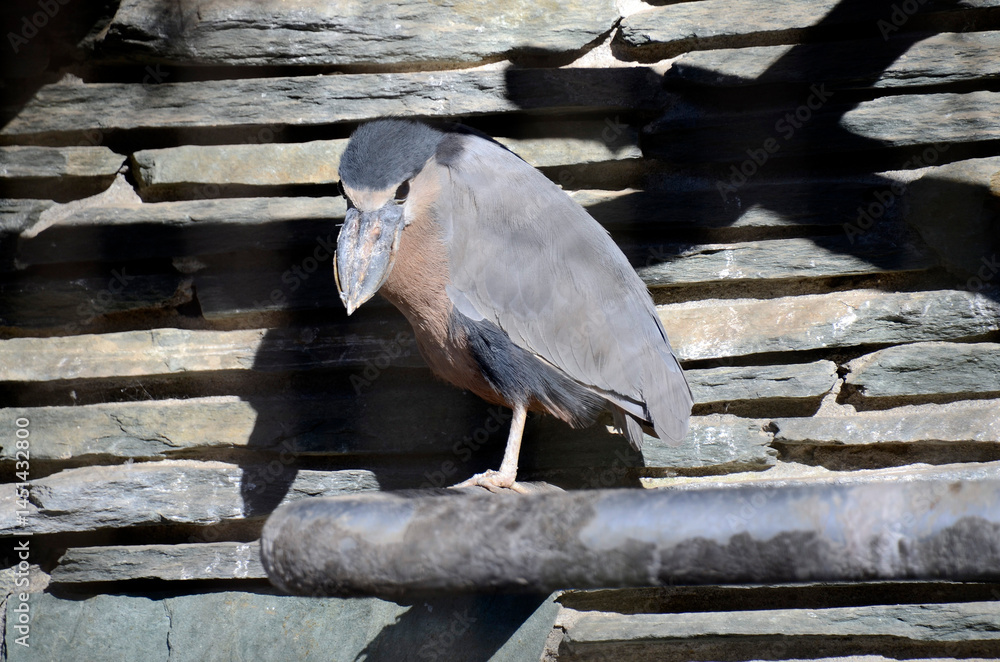 Fototapeta premium ヒロハシサギ