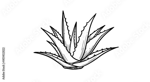 Aloe Vera Plant Line Art Illustration