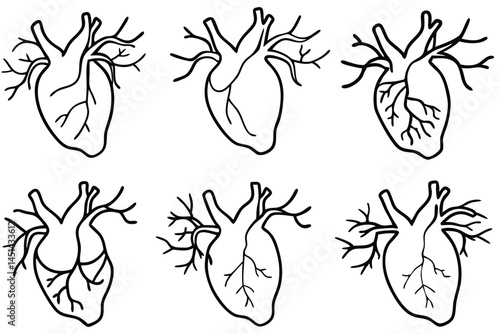 Coronary arteries human heart Line art