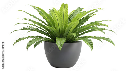 A vibrant Asplenium nidus, commonly known as a bird's nest fern, thrives in a sleek gray pot, showcasing its lush, textured fronds against a stark black backdrop.