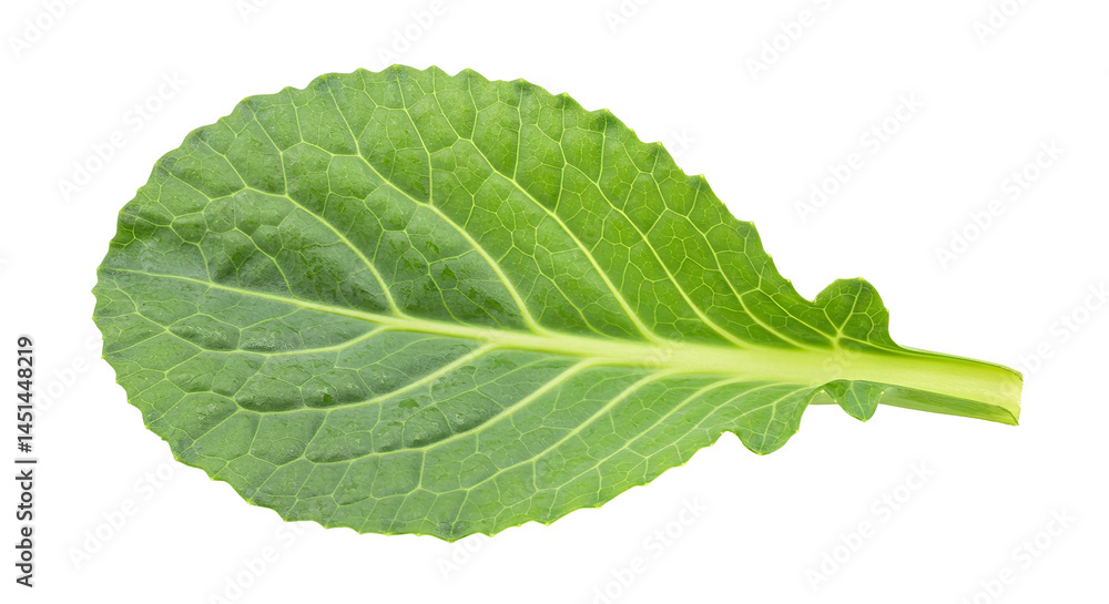 Obraz premium Single Vibrant Green Collard Leaf, Isolated