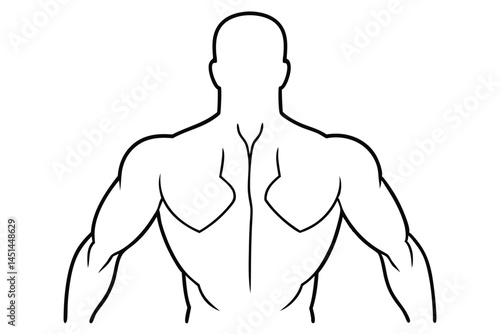 Deltoid Muscular Detail Line art